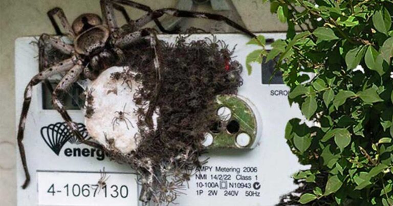 12 από τις πιο παράξενες καταστάσεις και πράγματα που έχετε δει!