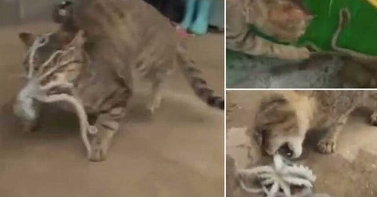 Μια γάτα τα έβαλα με ένα… χταπόδι! Το αποτέλεσμα θα σας εκπλήσσει! (βίντεο)