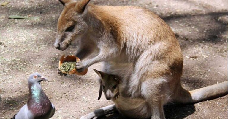 Ένα καγκουρό μοιράζεται το γεύμα του με ένα περιστέρι.