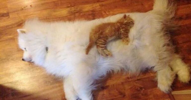 22 αξιολάτρευτες γάτες που χρησιμοποιούν μεγάλους σκύλους για μαξιλάρι!