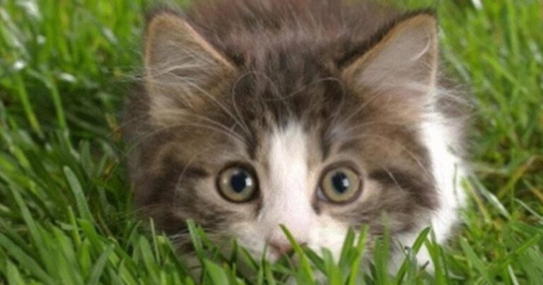 Αν έχετε σκοπό να υιοθετήσετε γάτα πρέπει να δείτε αυτό το βίντεο!
