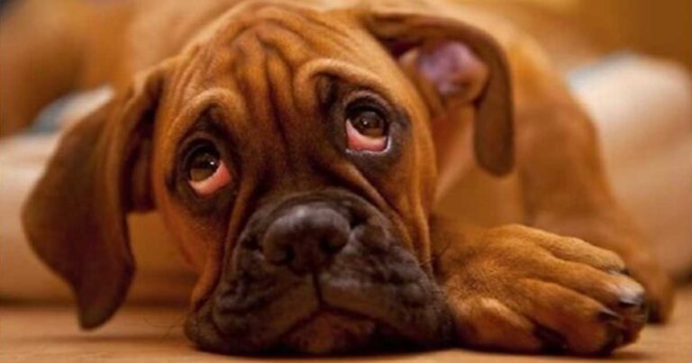 Δείτε πώς καταλαβαίνουν οι σκύλοι τους ανθρώπους!