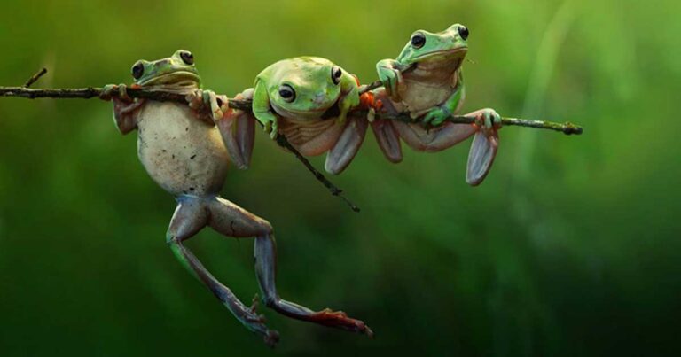 20  φωτογραφίες που πέρασαν στην τελική φάση του διαγωνισμόυ Sony World Photography Awards