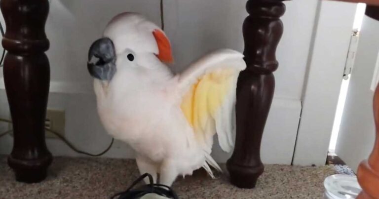Είπαν σε ένα παπαγάλο ότι θα τον πάνε στο κτηνίατρο. Η αντίδραση του; Υστερική! (βίντεο)