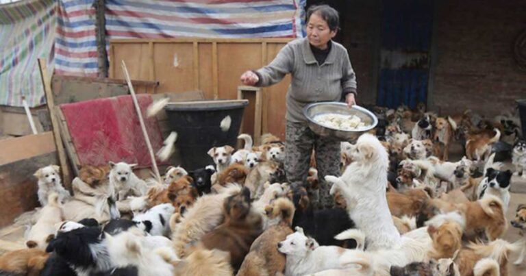 Ξυπνάει καθημερινά στις 4 το πρωί για να ταΐσει τα 1300 αδέσποτα σκυλιά της!