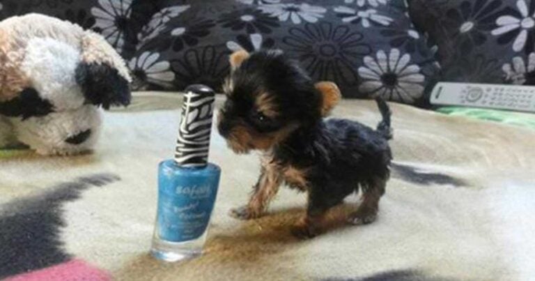 Zυγίζει μόλις 92 γραμμάρια και είναι ο πιο μικρός σκύλος στον κόσμο!