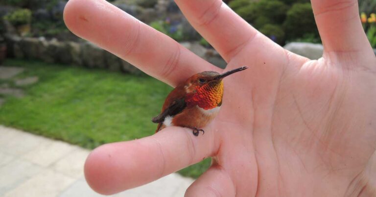 Αυτό είναι το μικρότερο πουλί στον κόσμο και το μέγεθος του δεν ξεπερνά αυτό της μέλισσας!