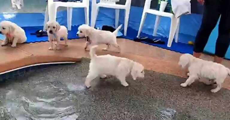 Αυτά τα κουτάβια μόλις ανακάλυψαν να κολυμπούν και σίγουρα θα σας φτιάξουν την διάθεση! (βίντεο)