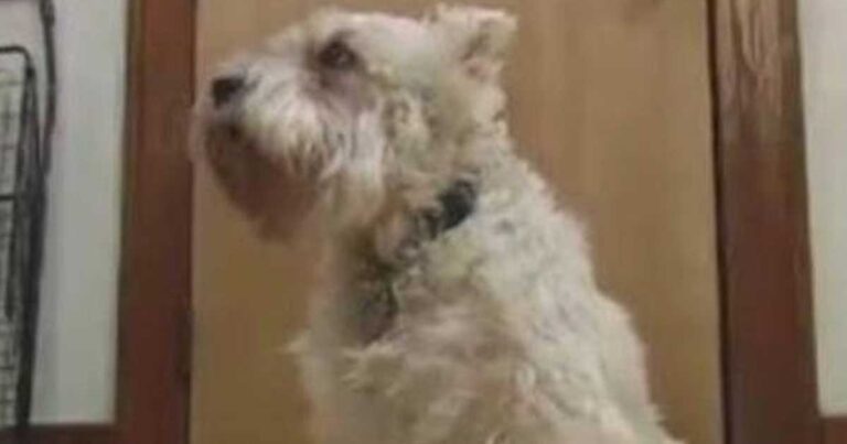 Ένας σκύλος το έσκασε από το σπίτι για να πάει επίσκεψη στην αφεντικίνα του στο νοσοκομείο! (βίντεο)