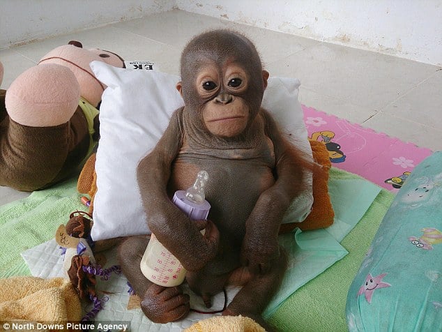 tilestwra.gr : 24EFA01900000578 0 Budi the baby orangutan pictured was kept in a cage for the firs a 18 1421917541774 Μωρό ουρακοτάγκος δακρύζει την ώρα που το φροντίζουν οι διασώστες του! Συγκινητικό βίντεο…