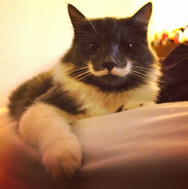 tilestwra.gr - 13 γάτες γεννημένες με τα πιο τέλεια μουστάκια!