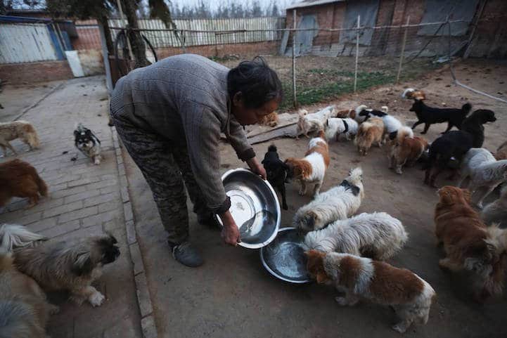 tilestwra.gr - 3 Κάθε μέρα σηκώνεται στις 4 τα ξημερώματα για να ταΐσει 1300 αδέσποτα σκυλιά.