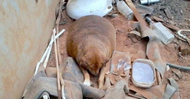 Βρήκε ένα αδέσποτο σκυλί που δεν έμοιαζε φυσιολογικό. Προσέξτε το βλέμμα του όταν έκανε για πρώτη φορά μπάνιο