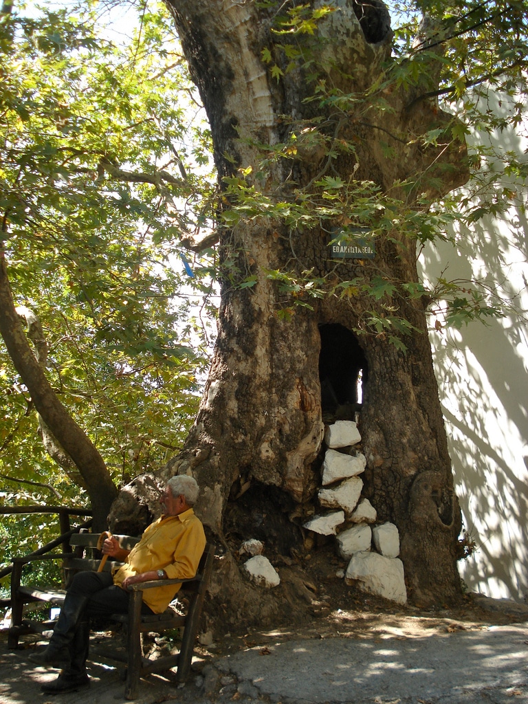 tilestwra.gr - Ο μεγαλύτερος πλάτανος στον κόσμο ,ηλικίας 2.400 χρόνων βρίσκεται στην Ελλάδα!