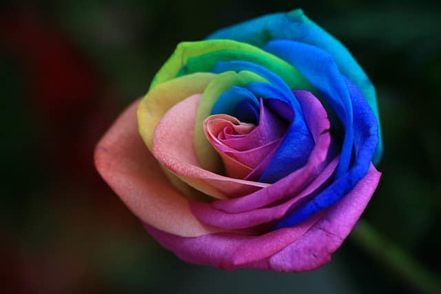 tilestwra.gr - rainbow rose 1 Το αποκαλούν «τριαντάφυλλο ουράνιο τόξο»! Και είναι ότι πιο όμορφο έχετε δει…