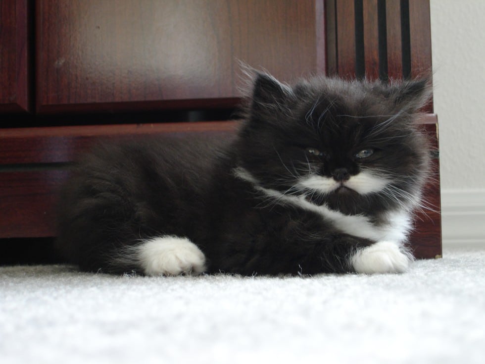 tilestwra.gr - 13 γάτες γεννημένες με τα πιο τέλεια μουστάκια!