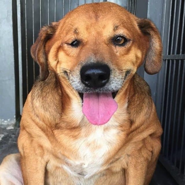 Σε λιγότερο από ένα χρόνο, ο Bolinha έχει χάσει πάνω από 13 κιλά και βρίσκεται στο σωστό δρόμο για να γίνει ένας φυσιολογικός σκύλος.