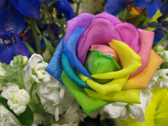 tilestwra.gr - rainbow rose 21 Το αποκαλούν «τριαντάφυλλο ουράνιο τόξο»! Και είναι ότι πιο όμορφο έχετε δει…