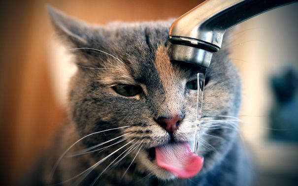 animals-cats-close-up-water-1716838-2560x1600__605