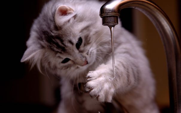 animals-cats-kittens-paws-water-2541612-2560x1600__605