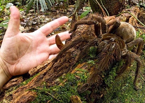 tilestwra.gr - Η μεγαλύτερη αράχνη στον κόσμο!