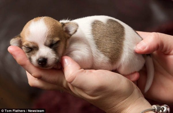 tilestwra.gr - Το αξιαγάπητο σκυλάκι που γεννήθηκε με το σημάδι της καρδιάς στο σώμα του!
