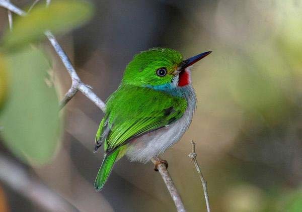 tilestwra.gr - beebird2 Το μικρότερο πουλί στον κόσμο έχει διαστάσεις… μέλισσας!