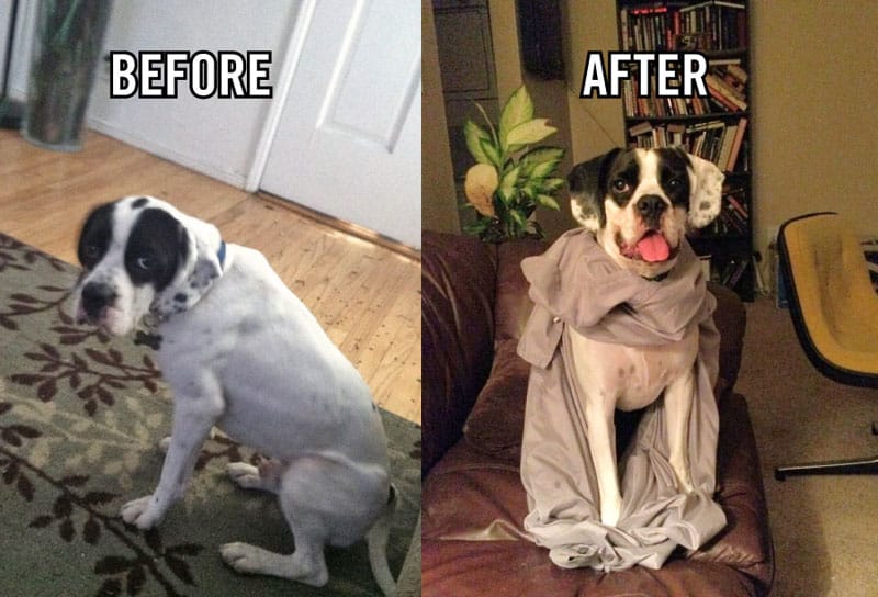 before-and-after-pics-of-adopted-dogs-10
