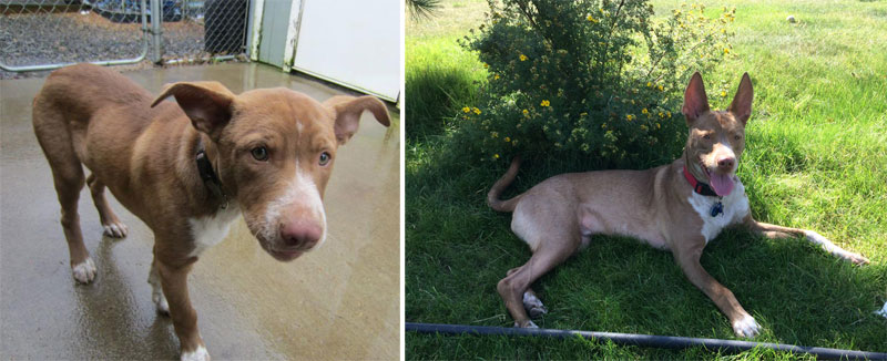 before-and-after-pics-of-adopted-dogs-11