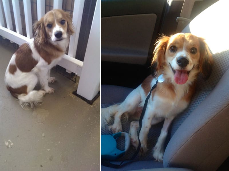 before-and-after-pics-of-adopted-dogs-13