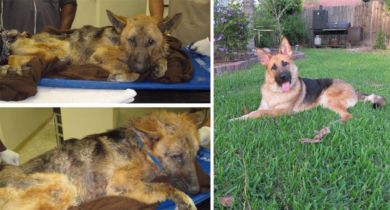 before-and-after-pics-of-adopted-dogs-16