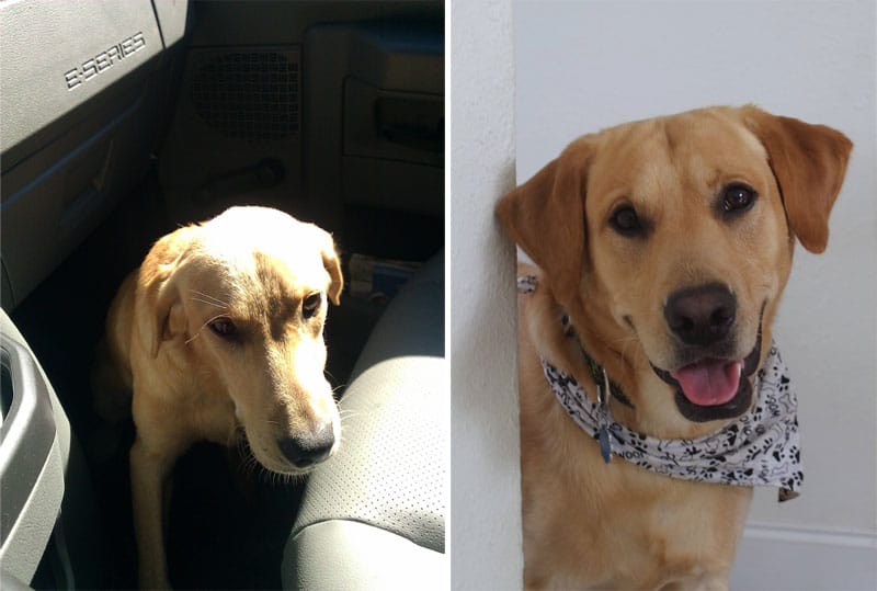 before-and-after-pics-of-adopted-dogs-17