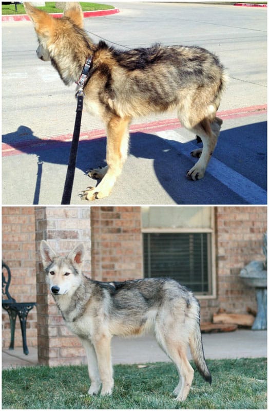 before-and-after-pics-of-adopted-dogs-4