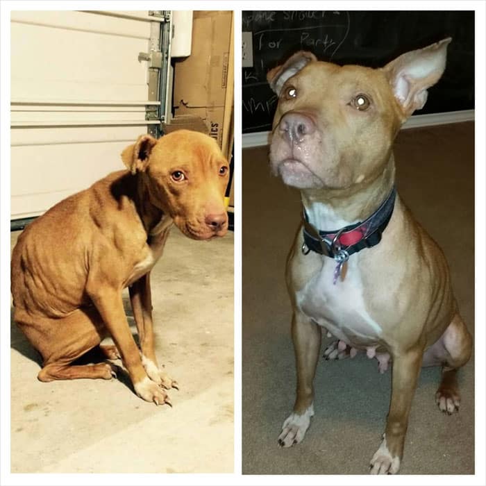 before-and-after-pics-of-adopted-dogs-5