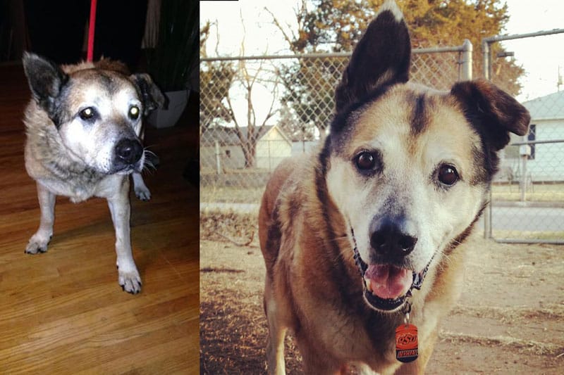 before-and-after-pics-of-adopted-dogs-7