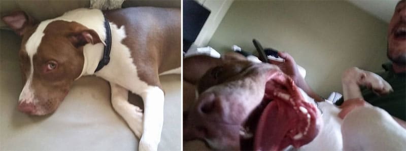 before-and-after-pics-of-adopted-dogs-8