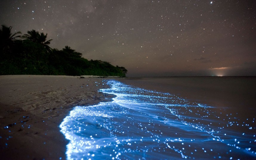 Bioluminescent Bay