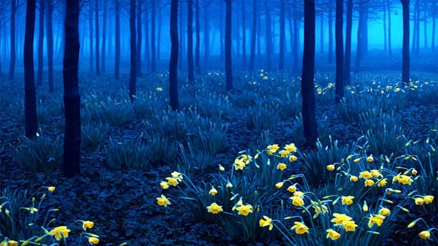 Black Forest