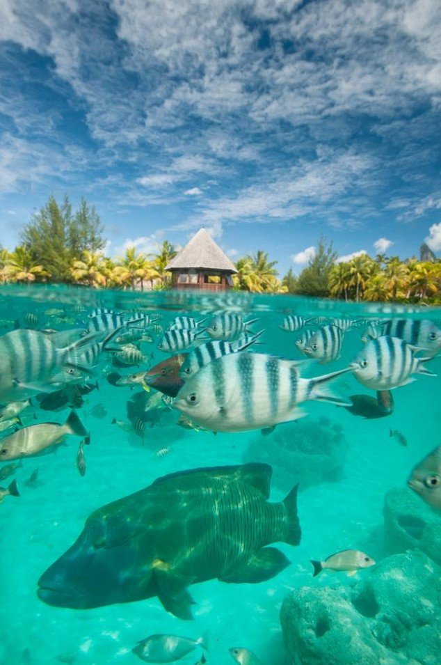 tilestwra.gr - Bora Bora Island 15 634x955 Μπόρα Μπόρα:50 παραμυθένιες εικόνες που θα σας δροσίσουν θα σας μεταφέρουν στον επίγειο παράδεισο!