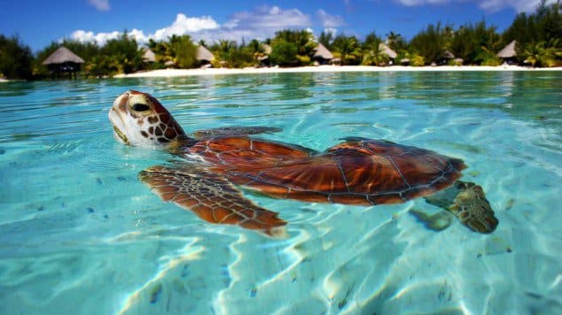 tilestwra.gr - Bora Bora Island 24 634x356 Μπόρα Μπόρα:50 παραμυθένιες εικόνες που θα σας δροσίσουν θα σας μεταφέρουν στον επίγειο παράδεισο!