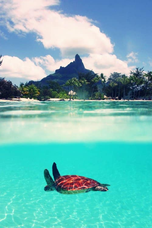 tilestwra.gr - Bora Bora Island 26 Μπόρα Μπόρα:50 παραμυθένιες εικόνες που θα σας δροσίσουν θα σας μεταφέρουν στον επίγειο παράδεισο!