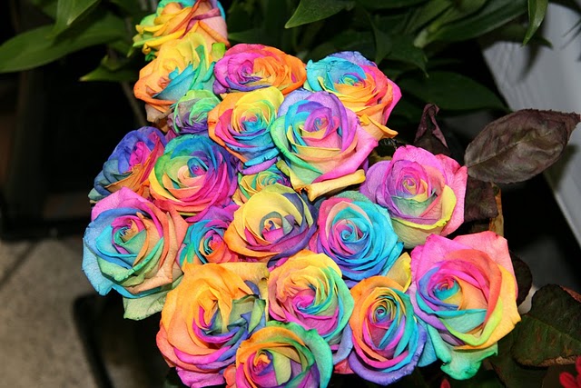 tilestwra.gr - rainbow rose 3 Το αποκαλούν «τριαντάφυλλο ουράνιο τόξο»! Και είναι ότι πιο όμορφο έχετε δει…