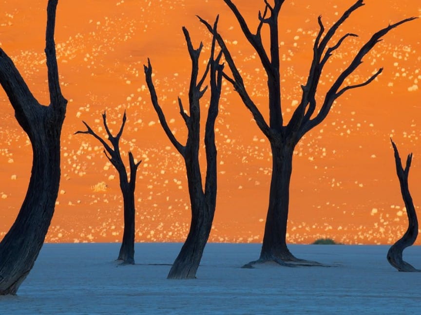 Camel Thorn Trees Camel Thorn Trees