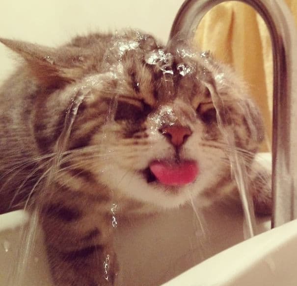 cat-loves-water-bath-30__605