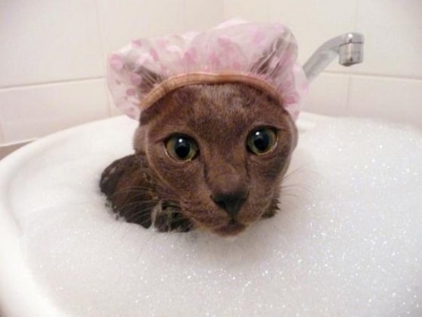 cat-loves-water-bath-6__605