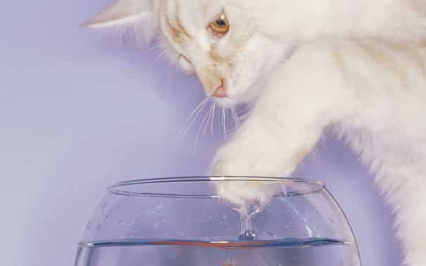 cat-water-cats-animal-752780-2560x1600__605