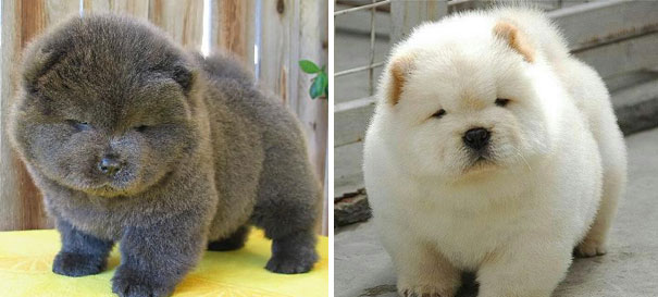 chubby-puppies-bear-cub-look-alikes-4__605