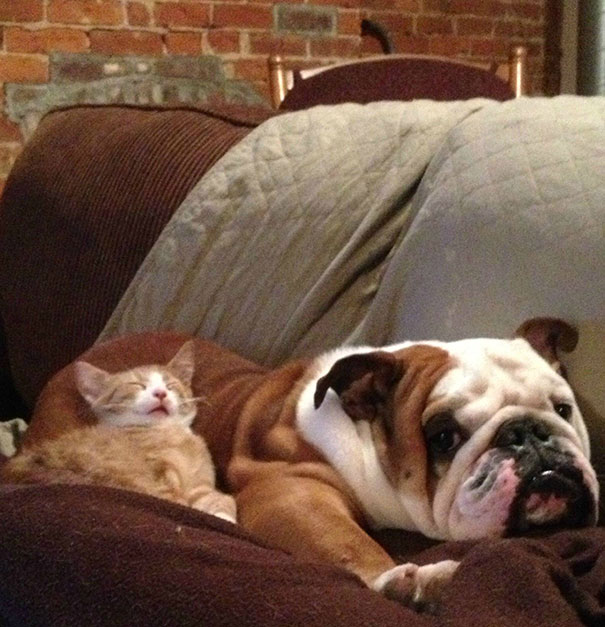 cute-cats-sleeping-on-dogs-19__605