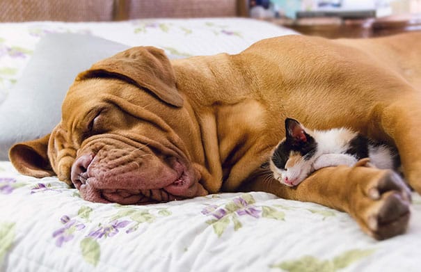 cute-cats-sleeping-on-dogs-22__605