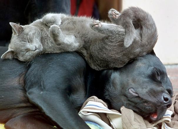 cute-cats-sleeping-on-dogs-2__605